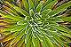 bromelias